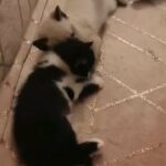 Cute british shorthair and longhair cross kittens