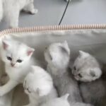 BSH black tipped kittens