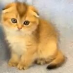 golden ticked Scottish Fold Boy