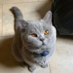 HANDSOME BRITISH SHORTHAIR BOY