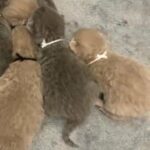 STUNNING BRITISH SHORTHAIR KITTENS