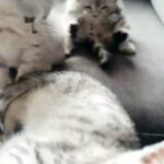 Scottish Fold Kittens