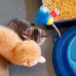 Scottish Fold kittens foded and ztraight eared