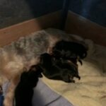 Yorkshire terrier pups