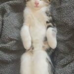 female kitten need gone asap
