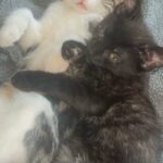 female kittens