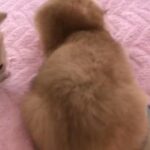 Scottish Fold