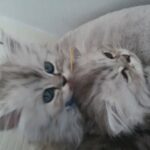 Persian Chinchilla Full Breed Kittens with blue eyes for Sale