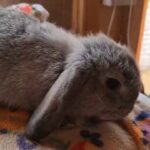 mini lop bou