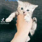 Scottish Straight & Fold Kittens