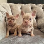 ISABELLA AND TAN FRENCH BULLDOG PUPPS