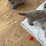 GCCF British short hair kittens