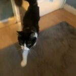 Maine coon