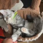 Pedigree Maine Coon Tica registered