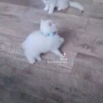 outstanding pedigree gccf registered  britishshorthair females