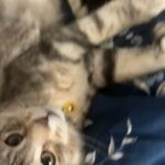 Pedigree Maine Coon Girls