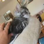 pedigree Maine Coon girl