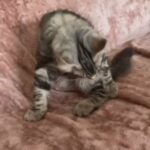 pedigree Maine Coon boy reserved
