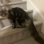 NELI Pedigree Tica registered Maine Coon sold