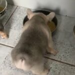 french bulldog best of the best