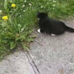 2 kittens for sale