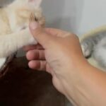 GCCF quality exotic shorthair males