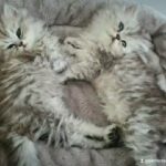 Gorgeous Persian Chinchilla Litter Kittens *2 Boys Left*