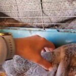 mini lop boys