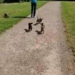 Miniature Dachshunds females