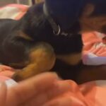 female Rottweiler puppy