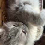 GCCF registered British Longhair