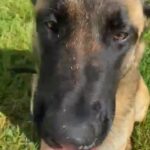 Belgian Malinois 10 month male