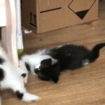 male kitten