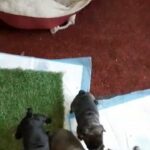 French Bulldog Puppies at play