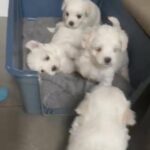 Beautiful Maltese puppies