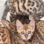 beautiful bengals kittens ready now one boy left