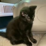 Lovely male kitten & his Tortoiseshell sister