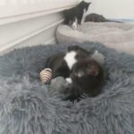 Kitten for sale (last one)
