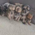 chihuahua puppies available