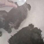 Puppies 1st bath
