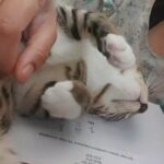 How is this cutie still available!!