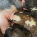 2nd chance at 3 amazing pups due to let downs