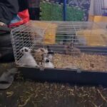 BEAUTIFUL NETHERLAND DWARF BABIES ARE READY FOR THIER FOREVER HOME