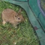 netherland dwarf agouti does
