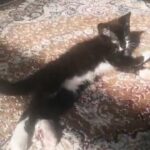 2 beautiful kittens