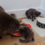 Maine Coon kitten