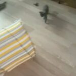 Kittens for sale