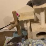 Chunky Blue British Shorthair Kittens Champion bloodlines