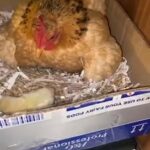 chicks serama