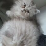 Gorgeous Persian Chinchilla Kitten for sale